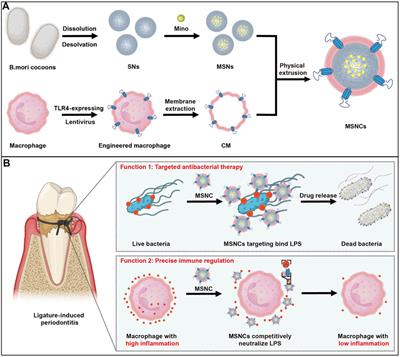 Genetically engineered cell membrane-coated nanoparticles for antibacterial and immunoregulatory dual-function treatment of ligature-induced periodontitis